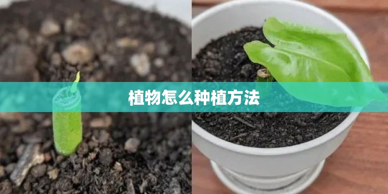 植物怎么种植方法