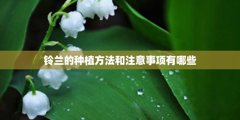 铃兰的种植方法和注意事项有哪些