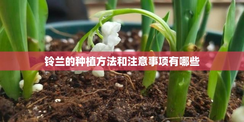 铃兰的种植方法和注意事项有哪些