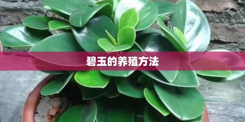 碧玉的养殖方法