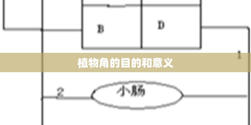 植物角的目的和意义