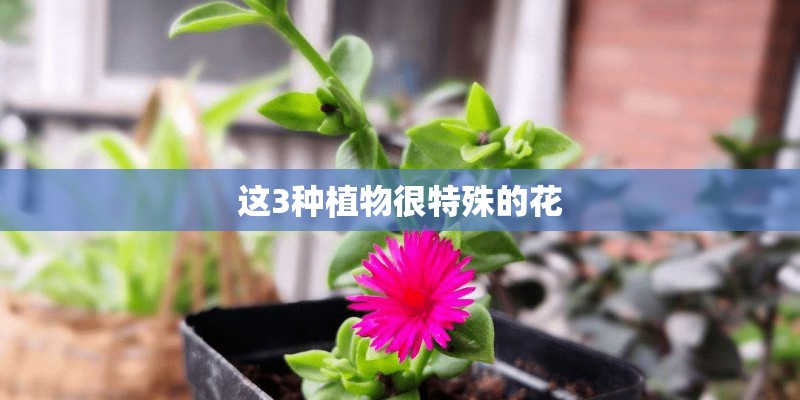 这3种植物很特殊的花