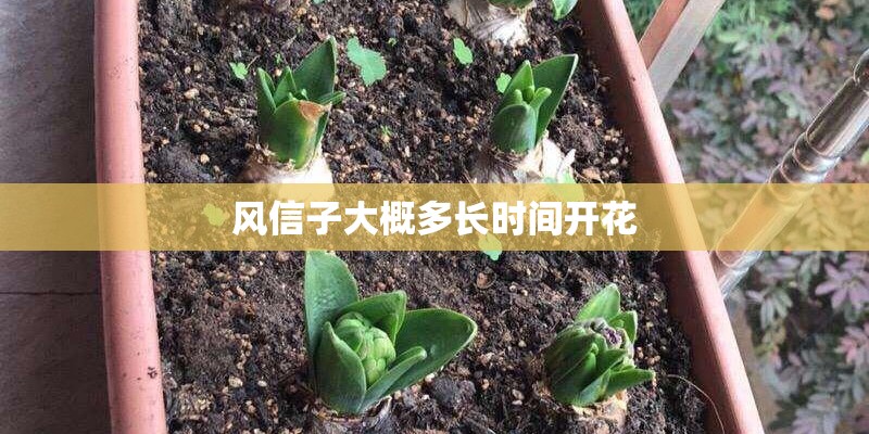 风信子大概多长时间开花
