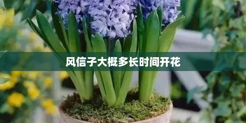 风信子大概多长时间开花