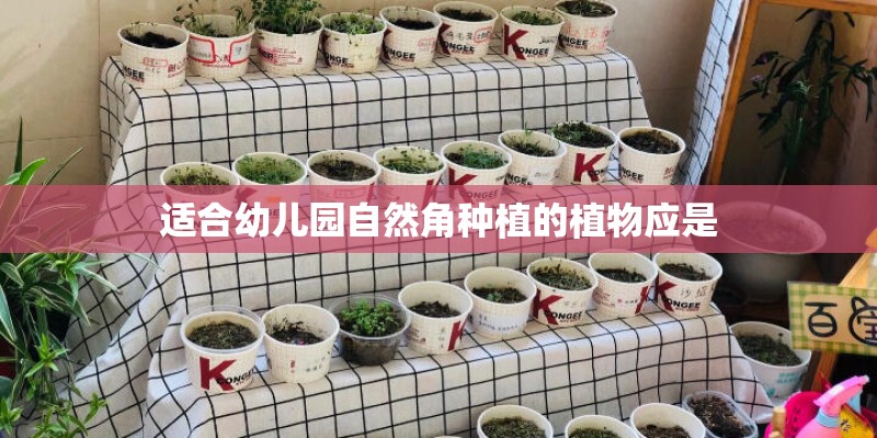 适合幼儿园自然角种植的植物应是