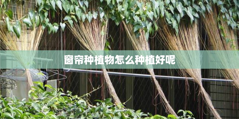 窗帘种植物怎么种植好呢