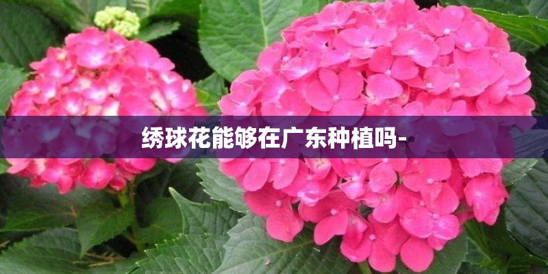 绣球花能够在广东种植吗-