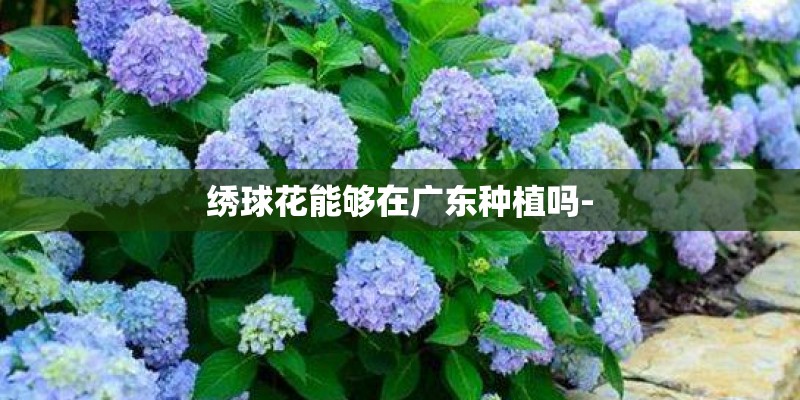 绣球花能够在广东种植吗-