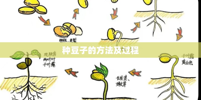 种豆子的方法及过程