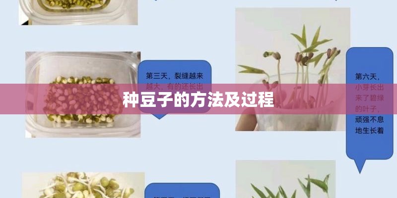 种豆子的方法及过程