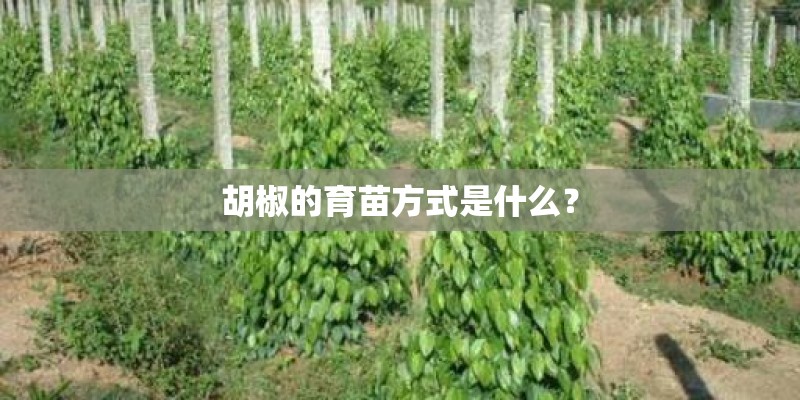 胡椒的育苗方式是什么？