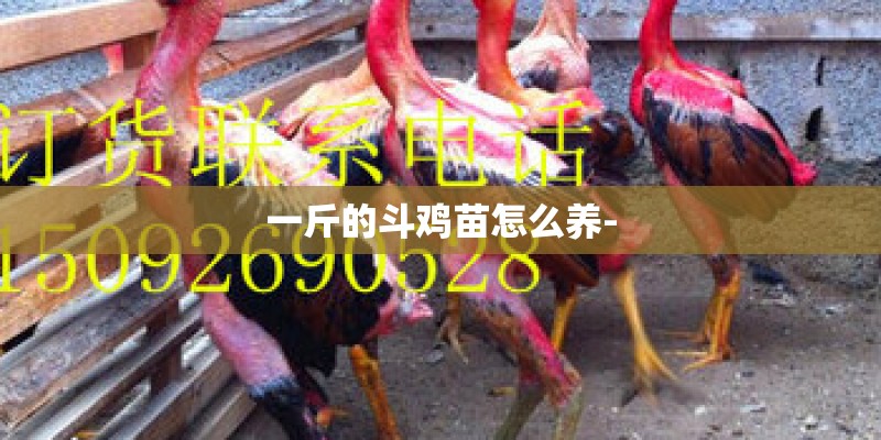 一斤的斗鸡苗怎么养-