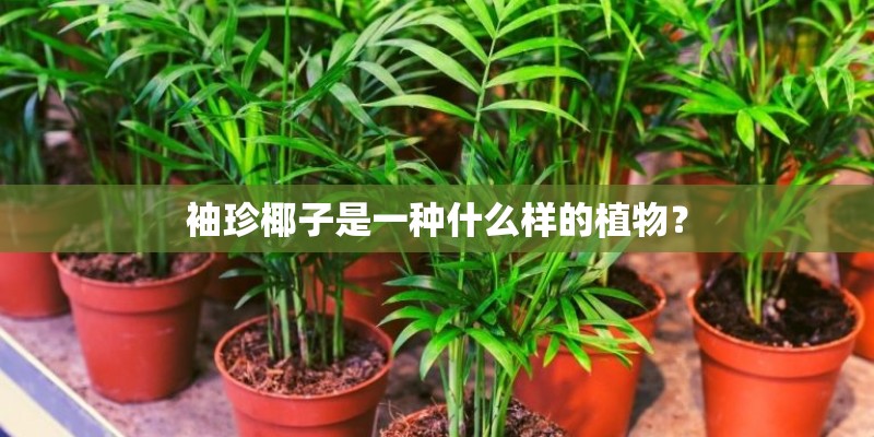 袖珍椰子是一种什么样的植物? 袖珍椰子是一种什么样的植物?