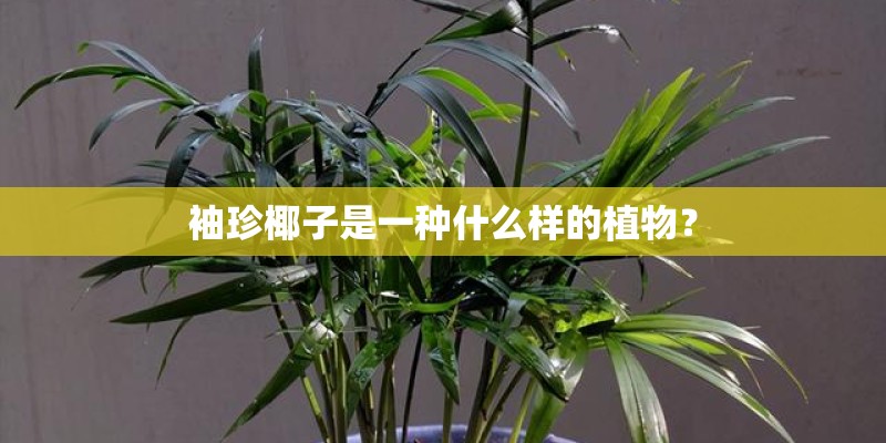 袖珍椰子是一种什么样的植物? 袖珍椰子是一种什么样的植物?