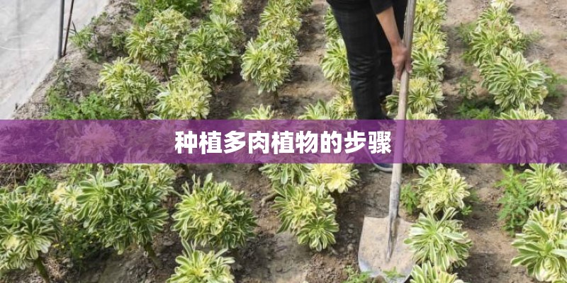 种植多肉植物的步骤
