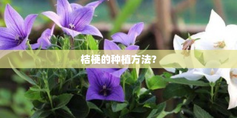 桔梗的种植方法? 桔梗的种植方法?