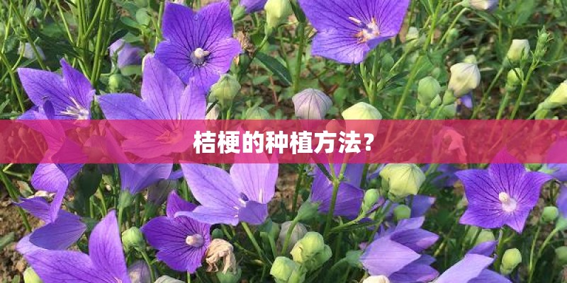 桔梗的种植方法? 桔梗的种植方法?