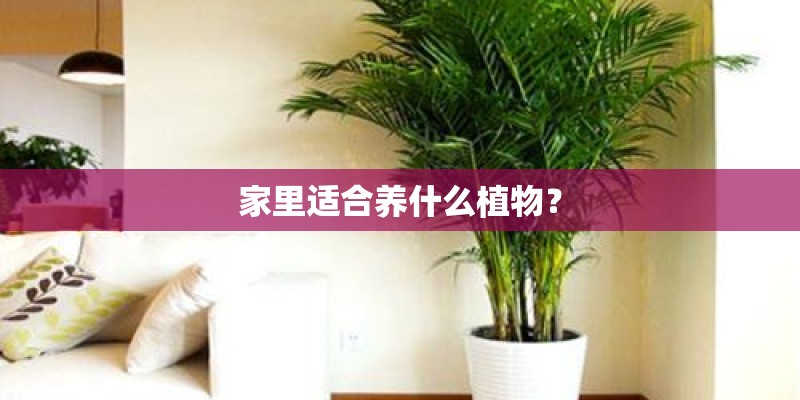 家里适合养什么植物？
