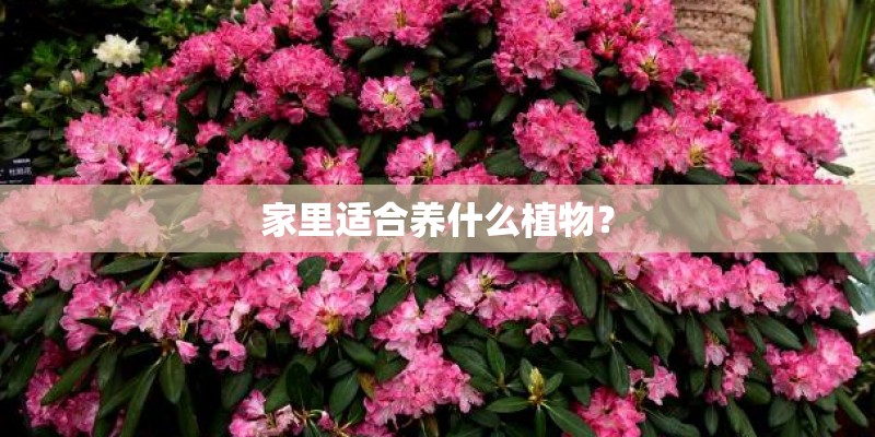 家里适合养什么植物？