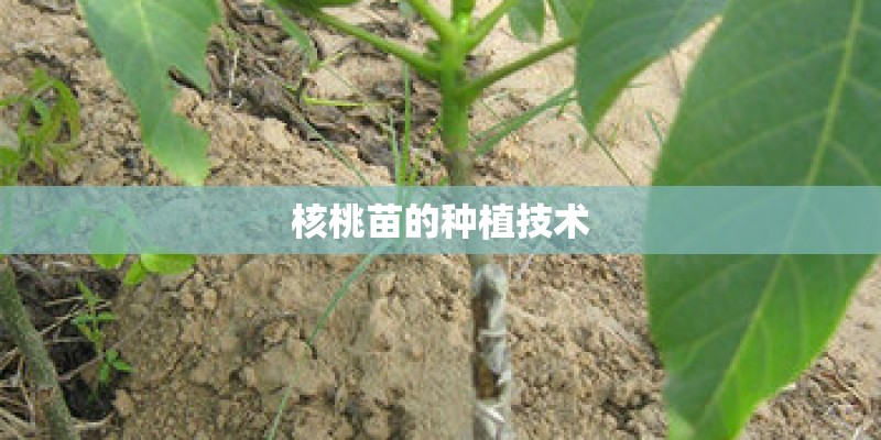 核桃苗的种植技术