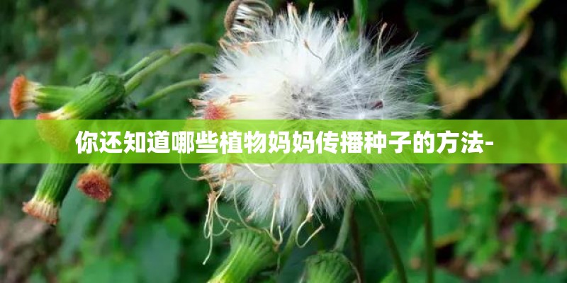 你还知道哪些植物妈妈传播种子的方法- 你还知道哪些植物妈妈传播种子的方法-
