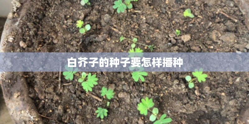 白芥子的种子要怎样播种
