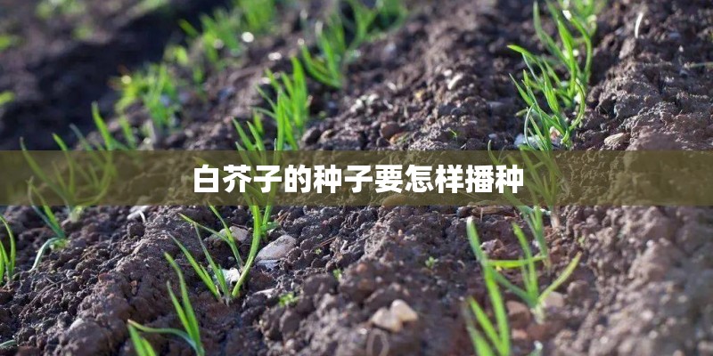 白芥子的种子要怎样播种 白芥子的种子要怎样播种