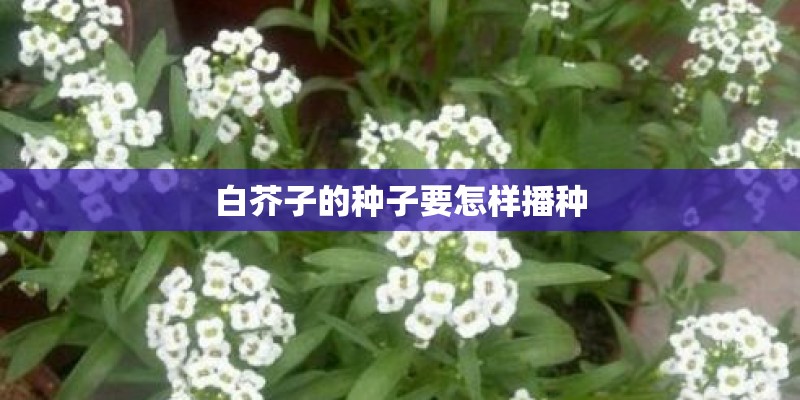 白芥子的种子要怎样播种 白芥子的种子要怎样播种