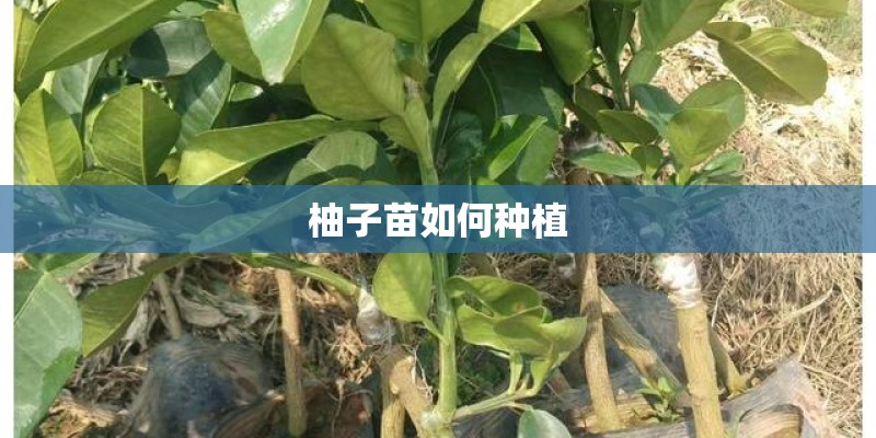 柚子苗如何种植 柚子苗如何种植