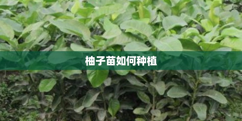 柚子苗如何种植