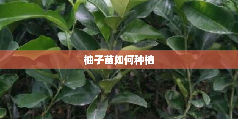 柚子苗如何种植 柚子苗如何种植