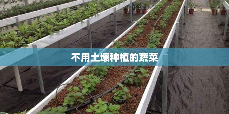 不用土壤种植的蔬菜