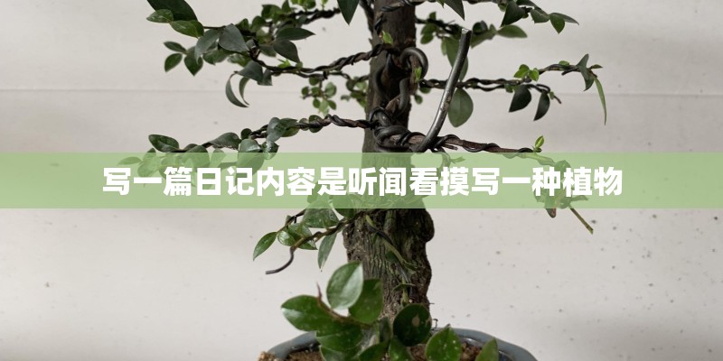 写一篇日记内容是听闻看摸写一种植物