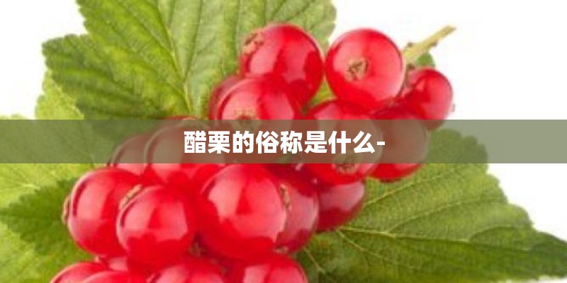 醋栗的俗称是什么-
