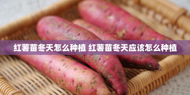 红薯苗冬天怎么种植 红薯苗冬天应该怎么种植