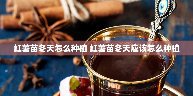 红薯苗冬天怎么种植 红薯苗冬天应该怎么种植