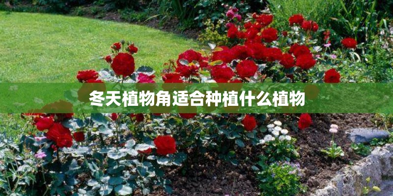 冬天植物角适合种植什么植物