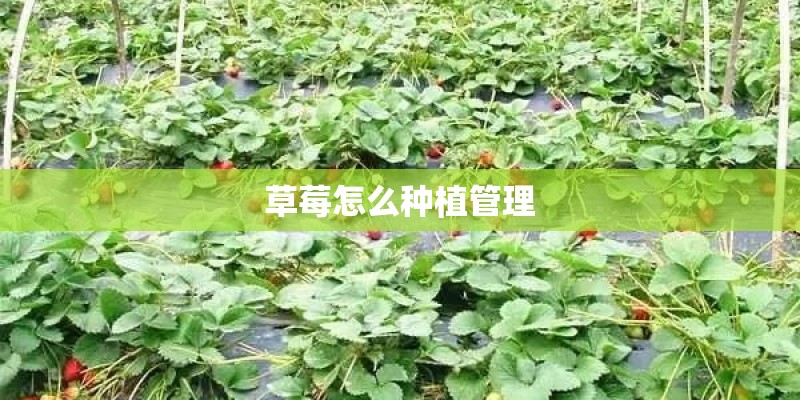 草莓怎么种植管理