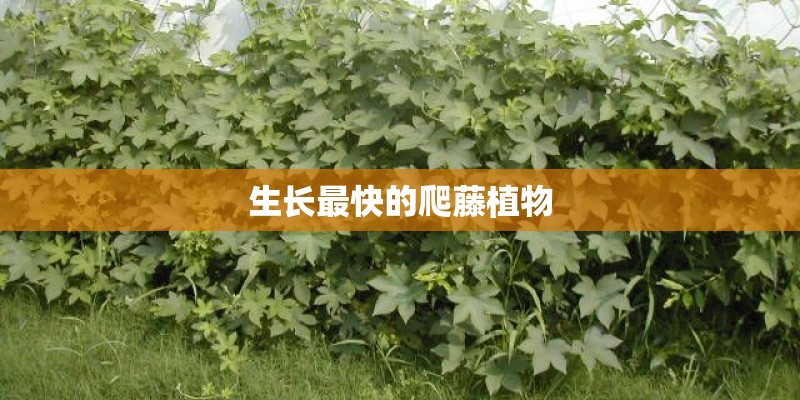 生长最快的爬藤植物