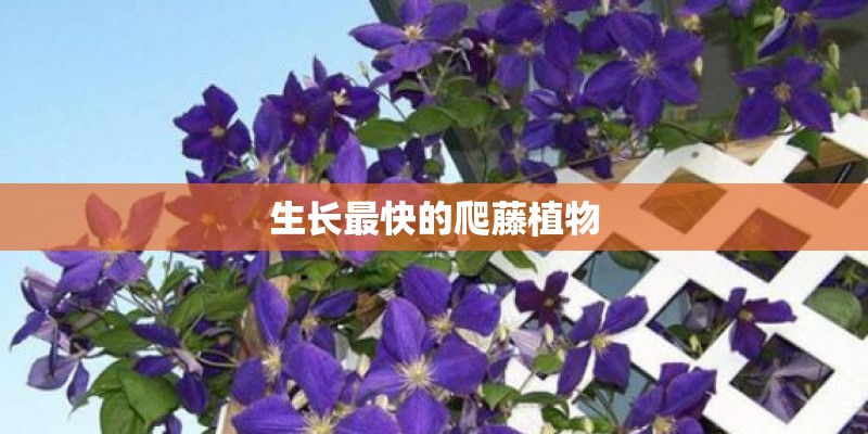 生长最快的爬藤植物