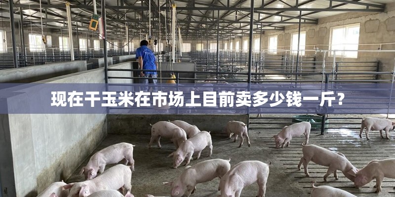 现在干玉米在市场上目前卖多少钱一斤？
