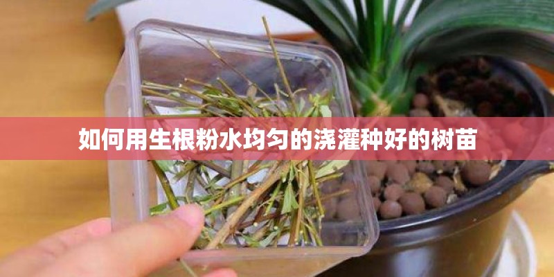 如何用生根粉水均匀的浇灌种好的树苗