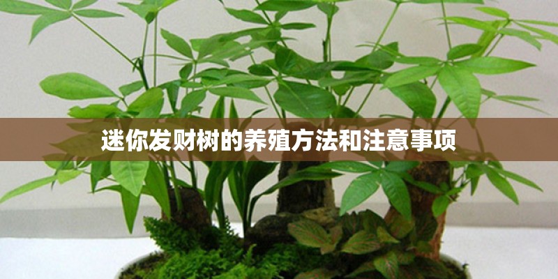 迷你发财树的养殖方法和注意事项 迷你发财树的养殖方法和注意事项