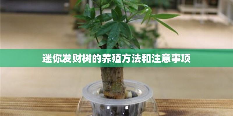 迷你发财树的养殖方法和注意事项 迷你发财树的养殖方法和注意事项