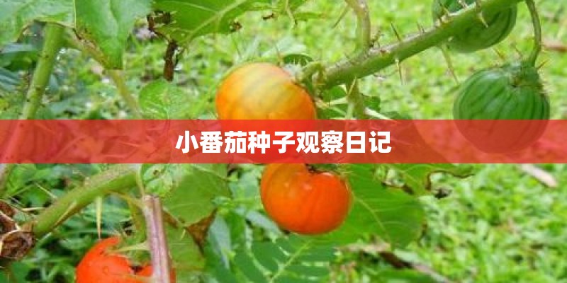 小番茄种子观察日记