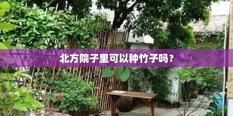 北方院子里可以种竹子吗？