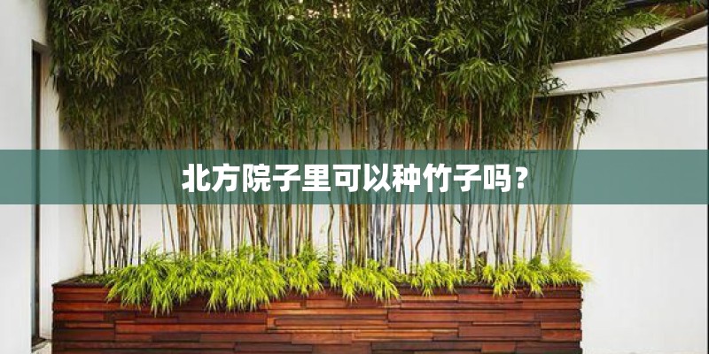 北方院子里可以种竹子吗？