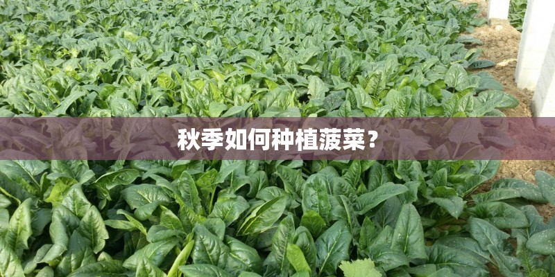秋季如何种植菠菜? 秋季如何种植菠菜?