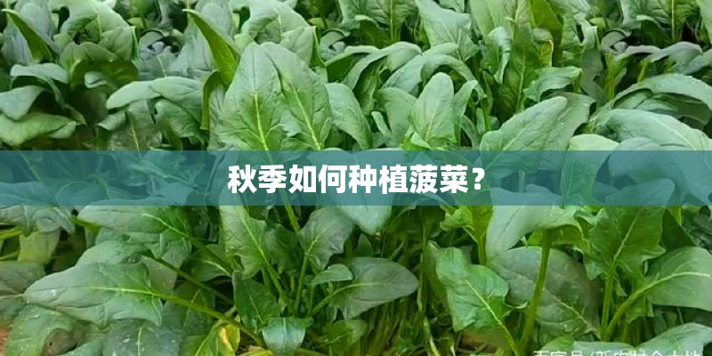 秋季如何种植菠菜? 秋季如何种植菠菜?