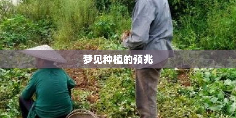 梦见种植的预兆